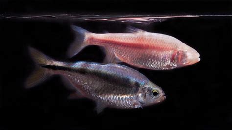 Blind Cavefish in Mexico Offer Clues to Sleep Regulation | The ...