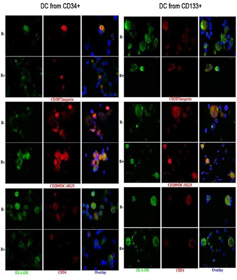 Immunofluorescence of dendritic cells obtained from CD34+ precursors ...