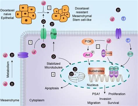 Docetaxel Mechanism Of Action Prostate Cancer - RachelCascarret