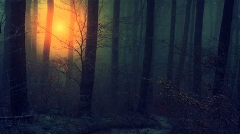 Dark Forest HD Wallpapers - Top Free Dark Forest HD Backgrounds ...