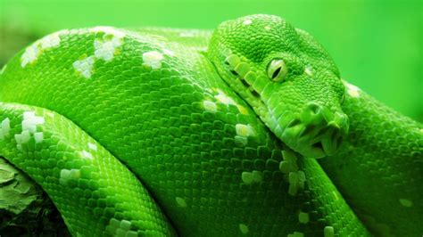 Stunning HD Wallpaper of a Green Python