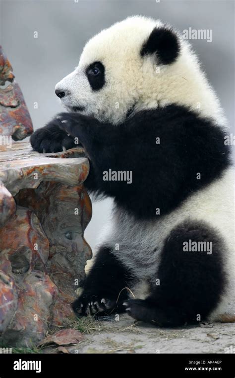 Panda Bear Cub Stock Photo - Alamy