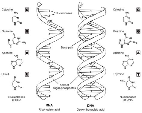 6.2: DNA and RNA - Biology LibreTexts