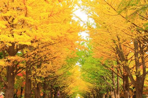 Hokkaido's 6 Best Spots To View The Autumn Leaves In 2017 | MATCHA - JAPAN TRAVEL WEB MAGAZINE