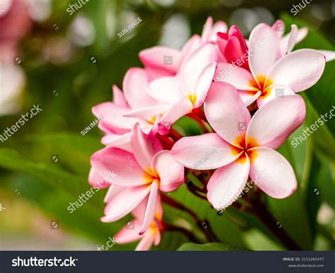 5,686 Champa flower Images, Stock Photos & Vectors | Shutterstock