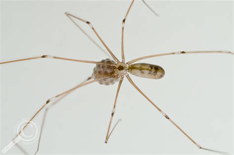 Cellar Spider – Pholcus phalangioides » Biodiversity in Focus Blog