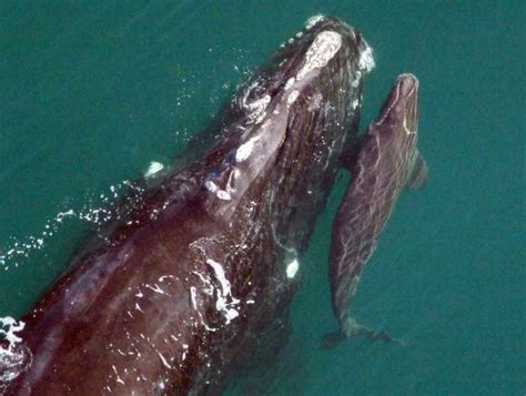 Northern Right Whale – "OCEAN TREASURES" Memorial Library