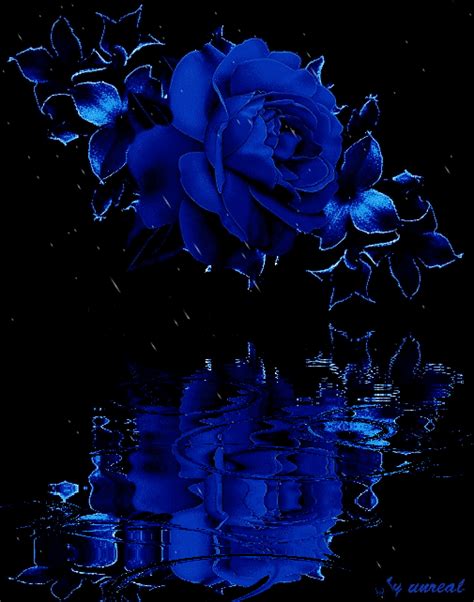 Blue Rose In The Rain Pictures, Photos, and Images for Facebook, Tumblr, Pinterest, and Twitter