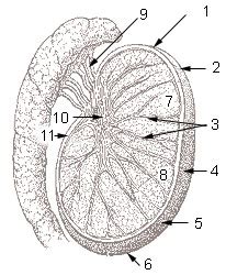 Cross Section of the Testis | SEER Training