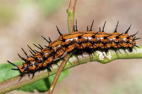 Gulf Fritillary Caterpillar Photograph by Thomas Gremaud