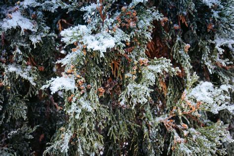 Evergreen trees in winter close up 13477040 Stock Photo at Vecteezy