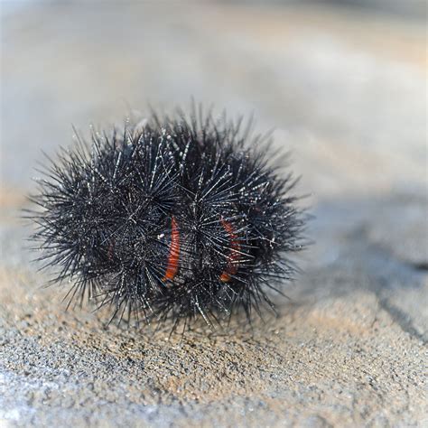 Giant Leopard Moth Caterpillar | According to my sources, th… | Flickr