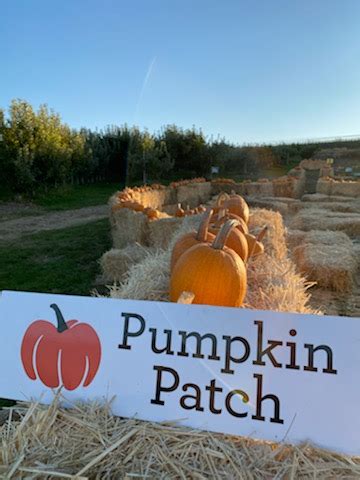 Pumpkin Patch | Chelan Valley Farms