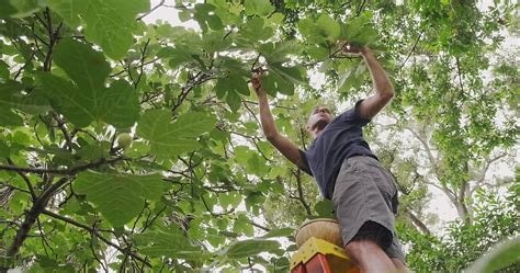 "Person Harvesting Fig Fruit From Tree" by Stocksy Contributor "Maryanne Gobble" - Stocksy