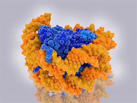 Histone Methylation | AMSBIO