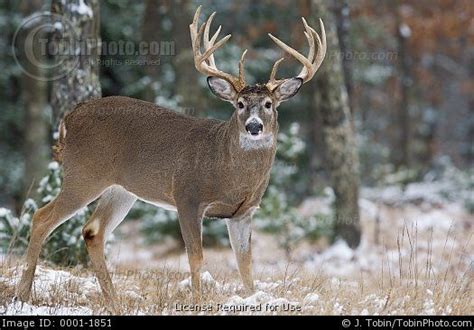 Alert Buck White-Tailed Deer in Snow | Whitetail deer, Deer, Whitetail deer pictures