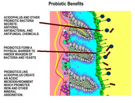 Good Bacteria, Cleansing & Immunity - Karuna Detox ShopKaruna Detox Shop