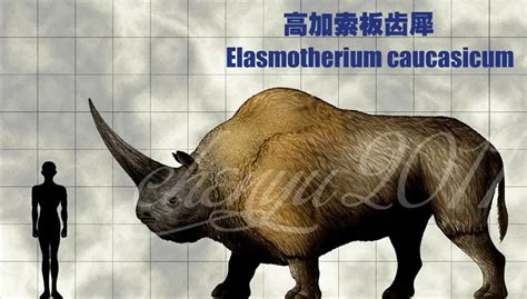 Elasmotherium | Dinosaurs - Pictures and Facts