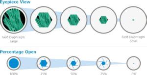 The Microscope’s Iris Diaphragm: What it Does And How it Works ...