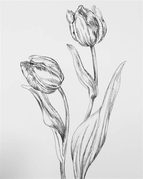 Drawing Tulips Step By Step