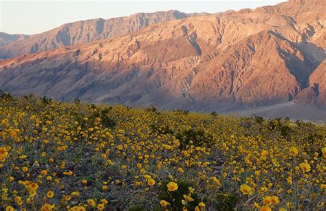 Death Valley springs to life with millions of flowers in rare 'super bloom'