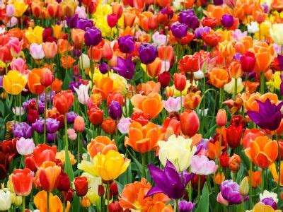 Getting Tulips To Bloom Every Year - Reasons And Fixes For Non Flowering Tulips