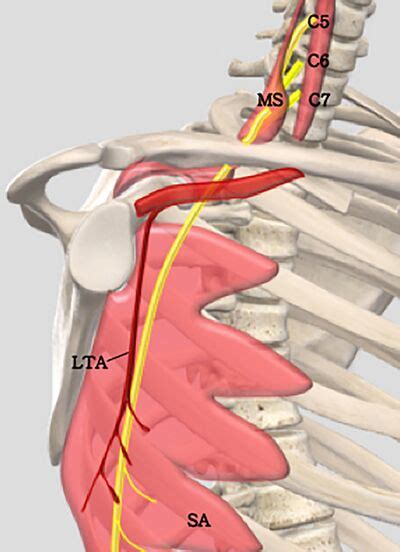 Long Thoracic Nerve Thoracodorsal Nerve