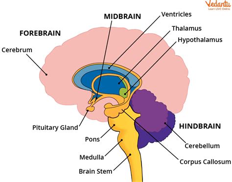 Human Brain: Learn Definition, Properties and Facts