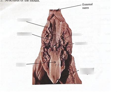 Fetal Pig: Anatomy of the Mouth Diagram | Quizlet