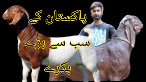 Bigest Bakra Breeds In Pakistan || Most Famous Bakra Breeds Pakistan ...