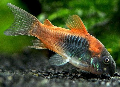 Venezuelan Red Sailfin Cory Catfish (Corydoras aeneus Venezuela) | Tropical Fish Keeping