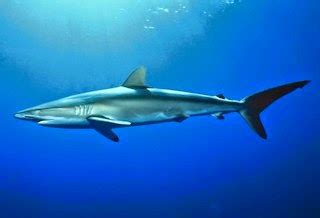 Animals of the world: Pondicherry shark