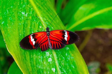 Red Butterfly Images