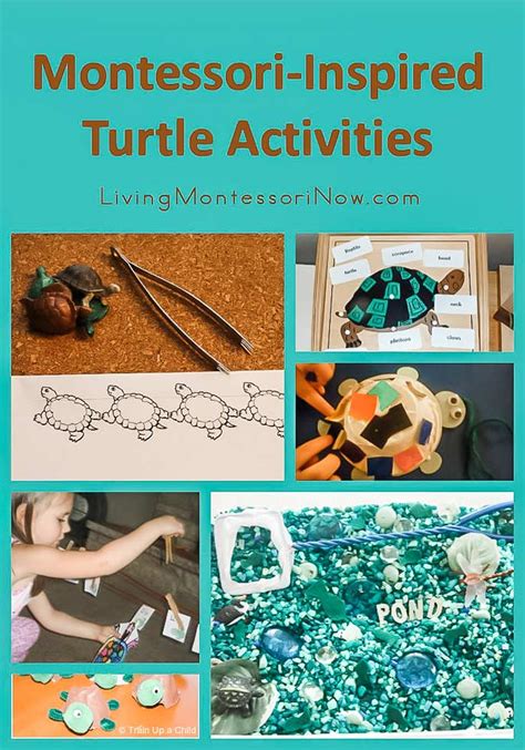 Free Turtle Printables and Montessori-Inspired Turtle Activities - Living Montessori Now