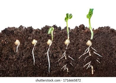 Seed Germination Definition and Process in 5 Basic Stages - Basic Agricultural Study