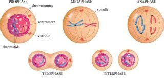 Karyokinesis : Stages, Importance in 2020 | Daughter cells, Cells and ...