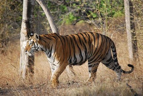 Bandhavgarh Tiger Reserve Factfile