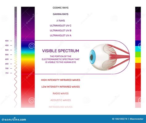 Light Spectrum Vector Illustration | CartoonDealer.com #5267994