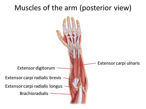 Extensor Carpi Radialis Longus Muscle – Definition, Function, Pain, Injury and Pictures - Bodterms