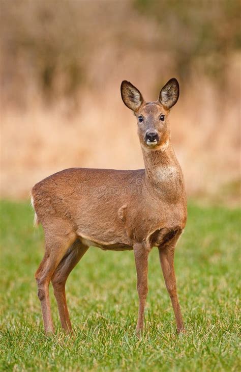 Female roe deer stock photo. Image of wildllife, natural - 25982256