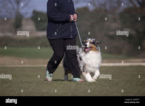 Australian Shepherd at training Stock Photo - Alamy