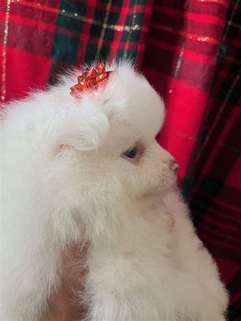 Mariska's Pomeranians *PARIS* AKC Female Pomeranian