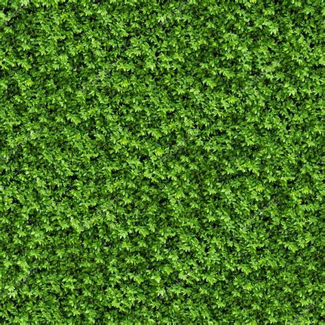 Green Bush. Seamless Texture. Stock Photo by ©tashatuvango 24970517