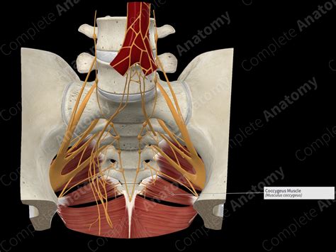 Coccygeus Muscle | Complete Anatomy