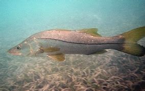 Common Snook - Centropomus undecimalis - Caribbean Fish Identification USVI