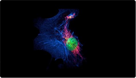 Structured Illumination Microscopy (SIM)