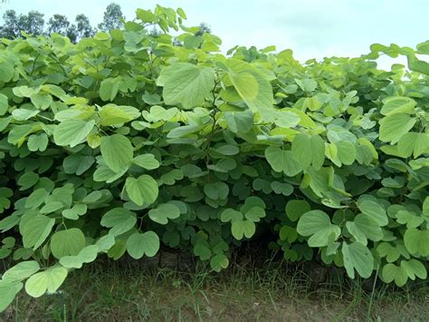 Kachnar Plants, बगीचे के लिए पौधे, बगीचे का पौधा, गार्डन प्लांट in Amethi , M/s Green Nursery ...