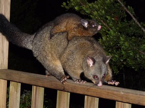 Simply Joolz: Animals in Tasmania