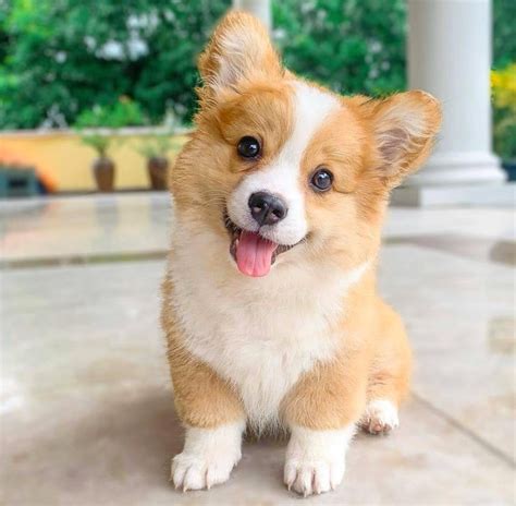 Free Corgi Puppies Florida : Corgi Puppies For Sale Near Homestead Fl Within 500 Miles - Alabama ...