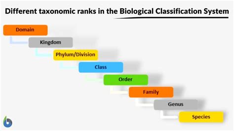 Classification system - Definition and Examples - Biology Online Dictionary